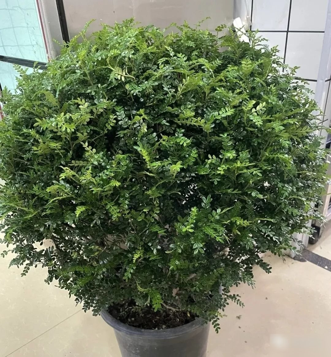 View - Nhà giàu mê mẩn 4 cây cảnh may mắn, thanh lọc không khí | Báo Tri thức và Cuộc sống - TIN TỨC PHỔ BIẾN KIẾN THỨC 24H