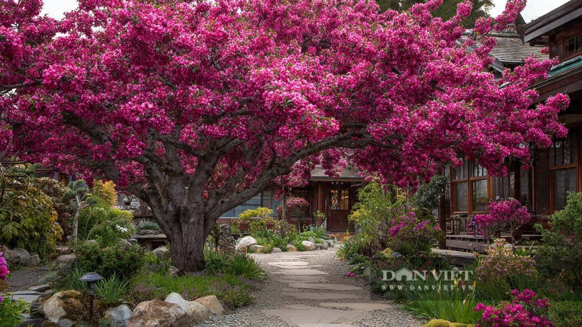 Mỗi độ xuân sang, tây phủ hải đường nở rộ như bầu trời đầy sao. Cánh hoa hồng phấn xen trắng tinh khôi, mềm mại và thanh tao, khiến cả khu vườn bừng sáng. Vẻ đẹp ấy từng trở thành nguồn cảm hứng bất tận trong thi ca.