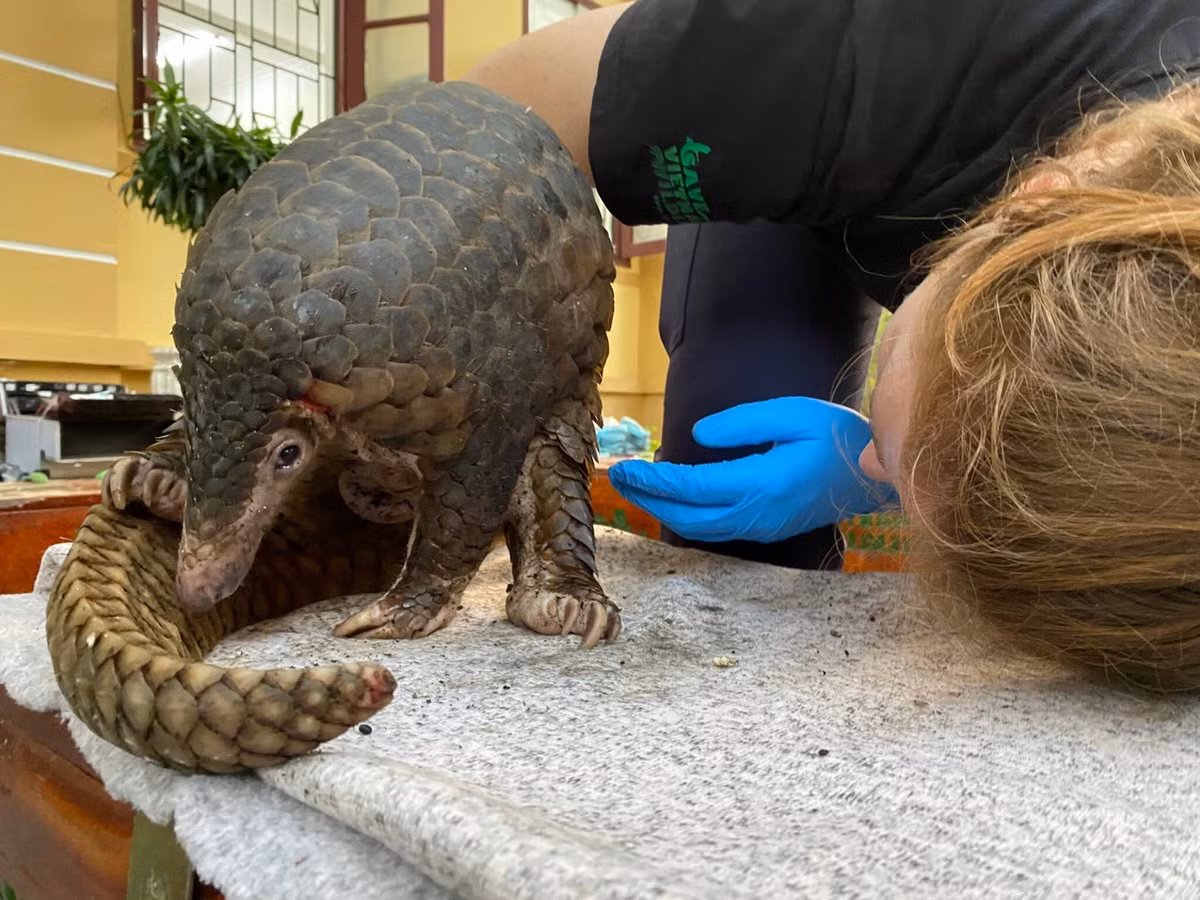 Công an xã Thăng Điền cho biết sẽ làm các thủ tục tiếp theo và phối hợp với cơ quan chức năng để thả cá thể tê tê quý hiếm về môi trường tự nhiên theo quy định pháp luật. Ảnh: Tiền phong.