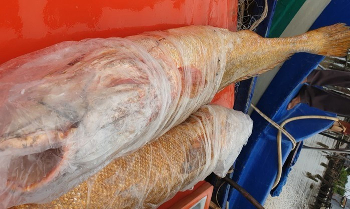 Những đặc điểm nổi bật của cá sủ vàng: miệng rộng và khá nhọn, có màu vàng nghệ lấp lánh, hàm dưới kéo dài tới dưới sau hốc mắt, răng khỏe, vây lưng dài. Nửa thân dưới của chúng có màu trắng bạc hơi phớt hồng. Ảnh: Người lao động.