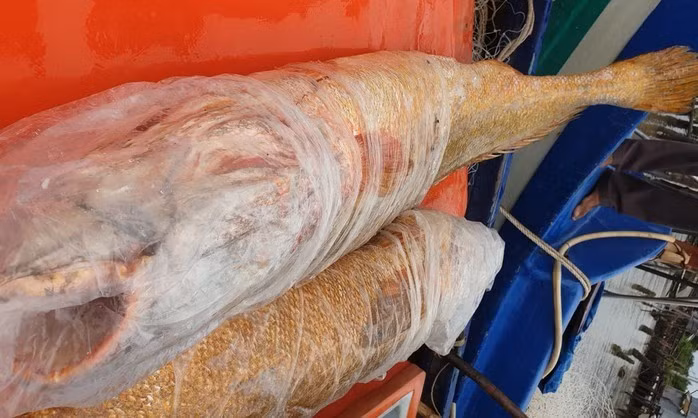 Những đặc điểm nổi bật của cá sủ vàng: miệng rộng và khá nhọn, có màu vàng nghệ lấp lánh, hàm dưới kéo dài tới dưới sau hốc mắt, răng khỏe, vây lưng dài. Nửa thân dưới của chúng có màu trắng bạc hơi phớt hồng. Ảnh: Người lao động.