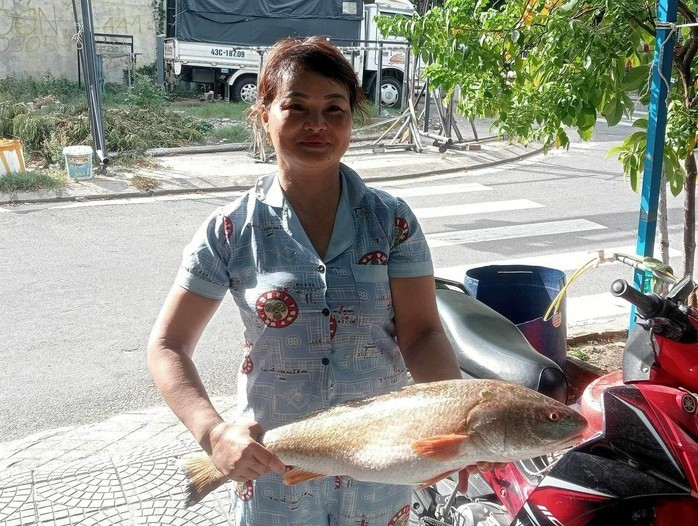 Khi trưởng thành, mỗi con cá sủ vàng có thể dài cả mét và nặng vài chục đến cả trăm kg. Ảnh: Người lao động.