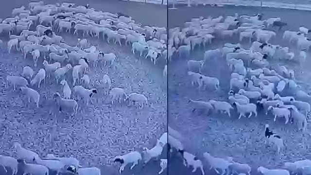 “Trông có vẻ như đàn cừu đã bị nhốt trong chuồng quá lâu gây ra ức chế khiến chúng hành động một cách rập khuôn bằng cách di chuyển lặp đi lặp lại theo một vòng tròn”, Matt Bell, Giáo sư tại khoa nông nghiệp, Đại học Hartpury ở Gloucester, Anh, lý giải. Ảnh: ladbible.com.