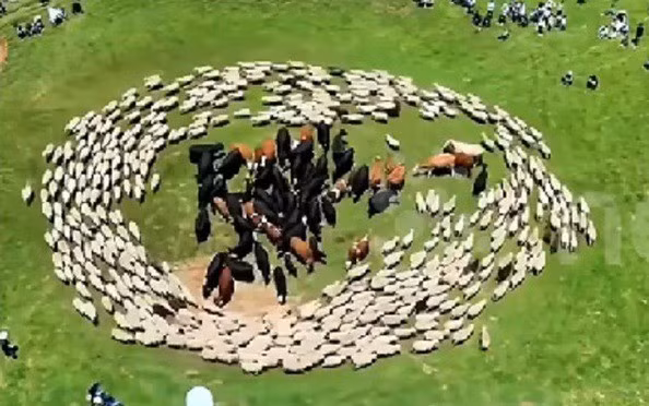 Vào ngày 28/7 vừa qua, một sự việc "bí ẩn" đã diễn ra tại đồng cỏ Trác Phụ, thị trấn Tuyết Sơn, huyện Vị Ninh, tỉnh Quý Châu, Trung Quốc. Khi ấy, một đàn cừu đã đi thành hình tròn và vây quanh những con bò. Theo đó, đàn bò không thể di chuyển ra bên ngoài. Ảnh: newsflare.