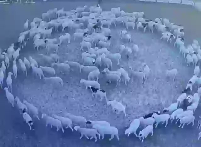Theo một số chuyên gia, hành vi "kỳ lạ" của đàn cừu khi liên tục nối tiếp nhau đi theo một vòng tròn có thể xuất phát từ nguyên nhân tự nhiên. Ảnh: Newsflare.