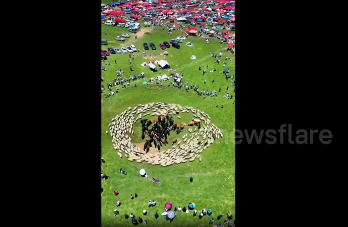 Sự việc này thu hút sự chú ý của nhiều người có mặt gần đó. Theo các nhân chứng, hành vi "kỳ lạ" của đàn cừu kéo dài khoảng 5 - 6 phút trước khi chủ của đàn cừu đến can thiệp, đuổi những con cừu đi và giải thoát những con bò đang bị "bao vây". Ảnh: newsflare.