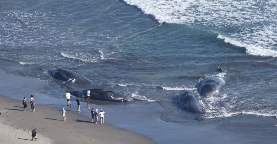 Trước sự việc này, các chuyên gia đã đưa ra lý giải. Theo cơ chế của sóng thần, trước khi đợt sóng lớn ập vào bờ, mực nước thường có xu hướng rút ra xa đột ngột. Khi ấy, cá voi đang bơi gần bờ có thể bị hút theo dòng nước rút và mắc cạn khi không kịp rút lui theo biển sâu. Ảnh: Getty.