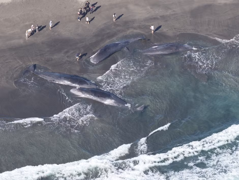 Sự xuất hiện của cá voi mắc cạn, trôi dạt vào bờ biển thu hút sự quan tâm của giới khoa học và công chúng. Nhiều người tò mò vì sao cá voi dạt vào bờ. Ảnh: Getty.