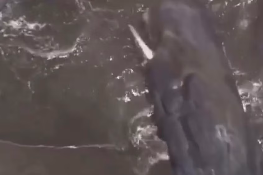 Biến đổi khí hậu khiến dòng chảy thay đổi, ô nhiễm tiếng ồn dưới nước và nhiệt độ biển tăng có thể làm rối loạn tập tính di cư của cá voi khiến chúng bơi vào vùng nước nông nguy hiểm. Ảnh: mathrubhumi.com.