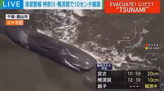 Cá voi là loài sử dụng sóng âm (echolocation) để định hướng và liên lạc. Tuy nhiên, những biến động dữ dội dưới biển, như sự thay đổi dòng chảy và áp suất nước do động đất, có thể khiến hệ thống định vị của chúng bị rối loạn. Việc mất phương hướng có thể khiến cá voi bơi nhầm hướng và tiến gần đất liền. Điều này khiến cá voi dễ mắc cạn trên bãi cát nông. Ảnh: X.