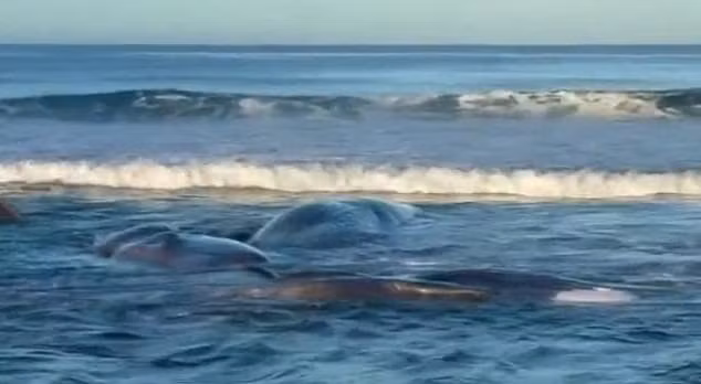 Vào ngày 30/7 vừa qua, một trận động đất mạnh khoảng 8,7 độ đã xảy ra ngoài khơi bán đảo Kamchatka (Nga), gây ra cảnh báo sóng thần cho khu vực ven Thái Bình Dương, bao gồm Nhật Bản. Ngay sau đó, người dân ở thành phố Tateyama, tỉnh Chiba, Nhật Bản phát hiện những con cá voi dạt vào bờ, trong đó một số con đã chết. Ảnh: Mail Online.