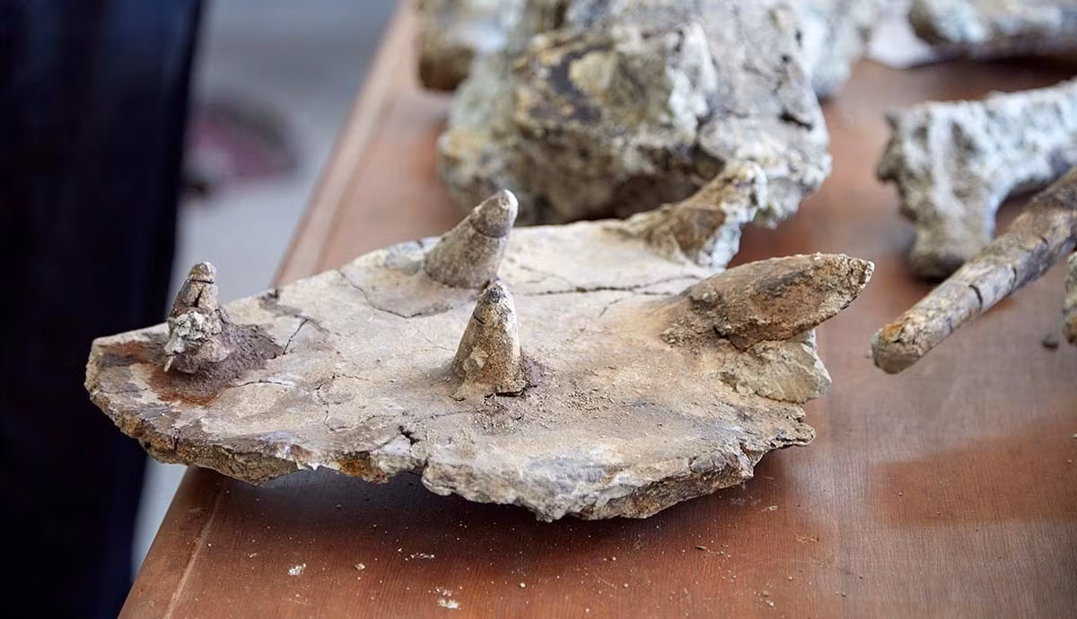 Theo các chuyên gia, những chiếc gai độc đáo của Spicomellus có thể được sử dụng để phòng thủ, chống lại kẻ săn mồi và thu hút bạn tình. Ảnh: The Trustees of the Natural History Museum, London.