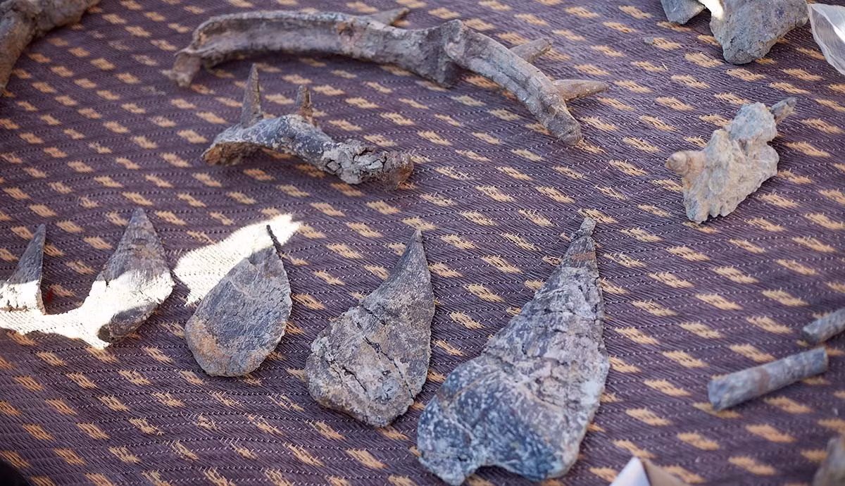 Mặc dù hóa thạch khủng long Spicellus bị mất phần đuôi nhưng các chuyên gia tin rằng, các đốt sống còn lại cho thấy đuôi của nó có khả năng mang vũ khí dạng chùy hoặc gai nhọn. Ảnh: The Trustees of the Natural History Museum, London.