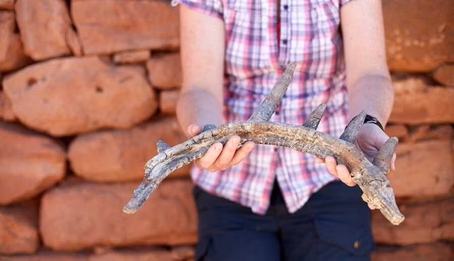 Cụ thể, kết quả kiểm tra niên đại cho thấy hóa thạch khủng long Spicomellus khoảng 165 triệu năm tuổi. Quái thú khổng lồ này từng lang thang trên dãy núi Atlas của Morocco trong kỷ Jura. Ảnh: The Trustees of the Natural History Museum, London.