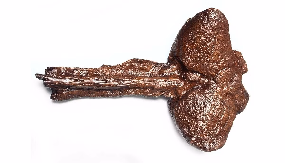 "Spicellus là một trong những loài khủng long kỳ lạ nhất mà chúng tôi từng phát hiện. Nó hoàn toàn khác biệt với bất kỳ loài nào được tìm thấy ở bất kỳ nơi nào khác trên thế giới", Richard Butler, đồng tác giả của một bài báo vừa được công bố trên tạp chí Nature cho biết. Ảnh: The Trustees of the Natural History Museum, London.