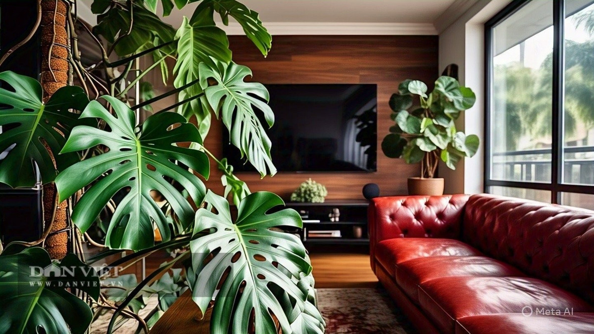 View - Nhà giàu mê mẩn 4 cây cảnh may mắn, thanh lọc không khí | Báo Tri thức và Cuộc sống - TIN TỨC PHỔ BIẾN KIẾN THỨC 24H