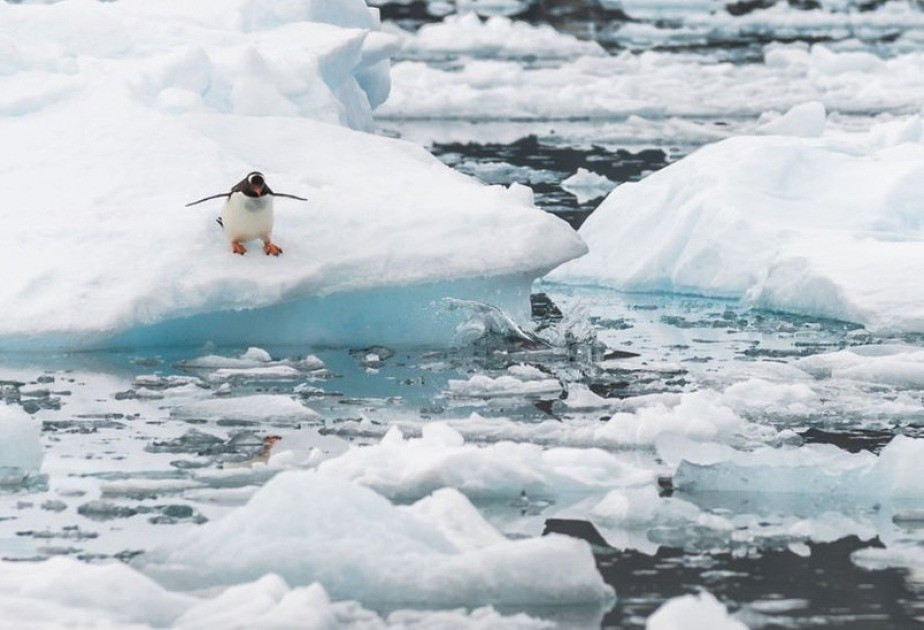 NOAA cho hay Bắc Cực đang ấm lên với tốc độ nhanh hơn nhiều so với phần còn lại của Trái đất, phản ánh những biến đổi sâu sắc và ngày càng rõ rệt trong hệ thống khí hậu khu vực. Ảnh: azertag.az.