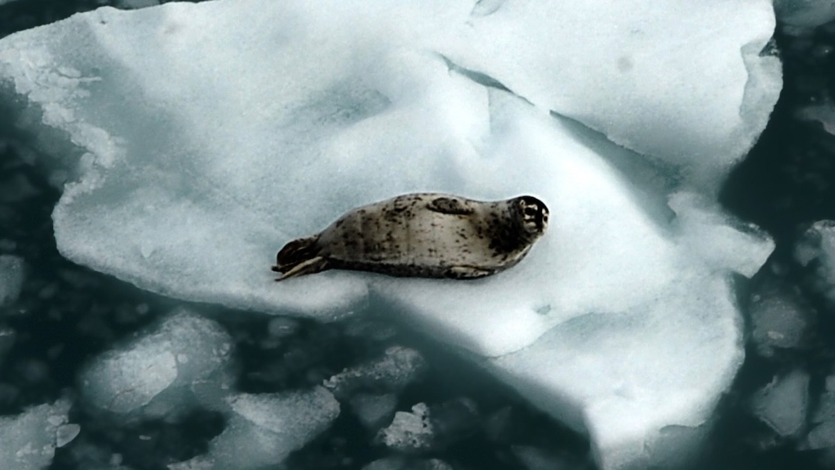 Những mối lo ngại được NOAA đề cập trong báo cáo bao gồm: quá trình "đại dương hóa" khi các khối nước biển ấm và mặn tràn sâu vào Bắc Cực; hiện tượng các loài cây rừng mở rộng phạm vi, xâm nhập vào những hệ sinh thái vốn đặc trưng của vùng cực cùng hiện tượng "sông rỉ sét", xảy ra khi băng vĩnh cửu tan chảy, giải phóng sắt và nhiều kim loại khác ra môi trường. Ảnh: ljubaphoto/Getty Images.