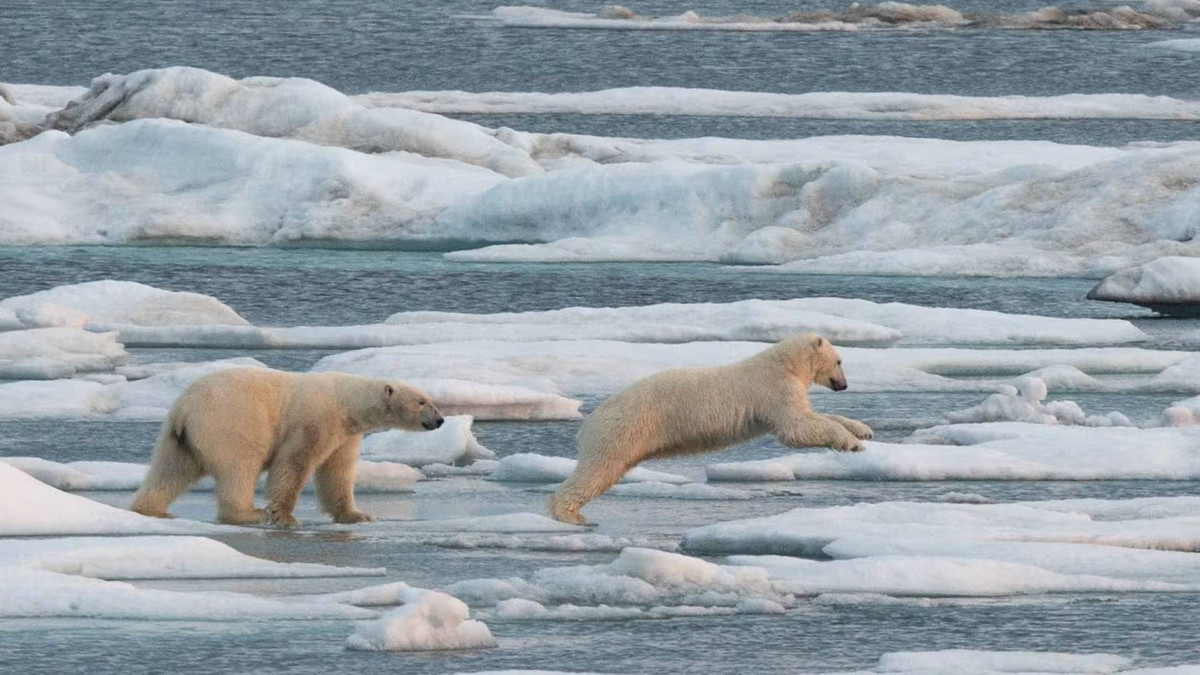 Bên cạnh sự gia tăng nhiệt độ, báo cáo của NOAA cũng chỉ ra một số hiện tượng đáng lo ngại khác. Ảnh: Acacia Johnson.