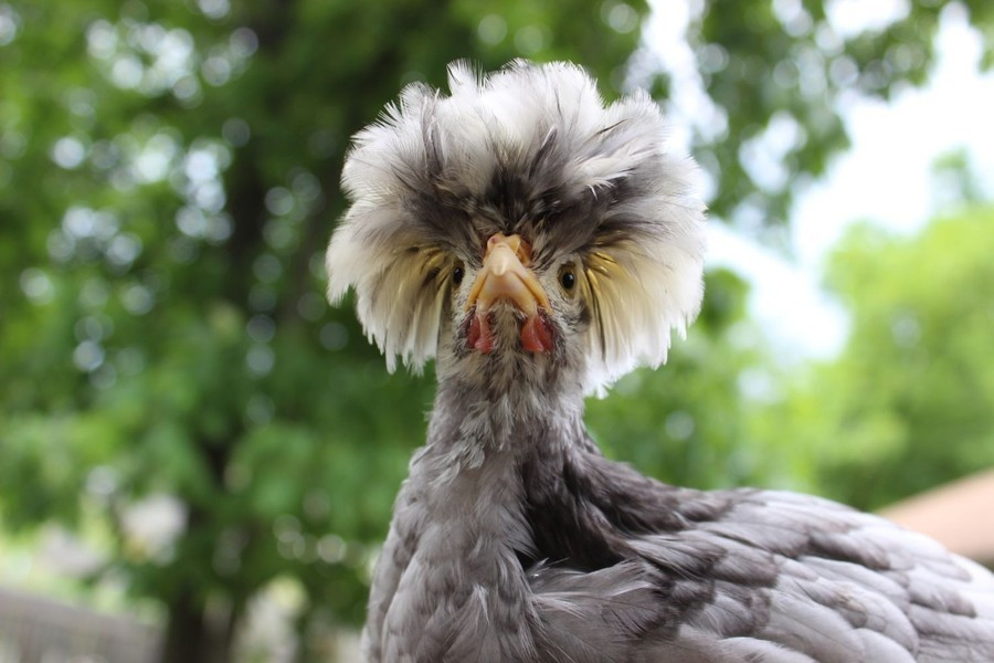 View - Hé lộ loài gà đẹp nhất thế giới, hot rần rần ở Việt Nam | Báo Tri thức và Cuộc sống - TIN TỨC PHỔ BIẾN KIẾN THỨC 24H