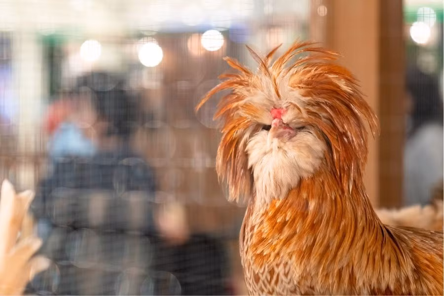 Ở Việt Nam, gà sư tử Ba Lan có 2 loại là gà nuôi và gà nhập khẩu