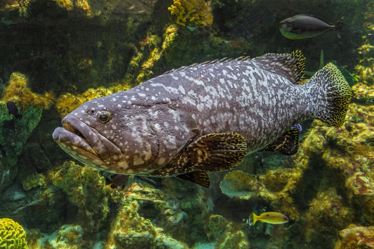 Nhiều nước có quy định riêng về hoạt động đánh bắt cá mú khổng lồ Đại Tây Dương. Trong đó, ngư dân không thể đánh bắt cá mú khổng lồ dọc theo bờ biển phía đông nam nước Mỹ và phải thả chúng về biển nếu bắt được. Ảnh: earthpedia.earth.com.