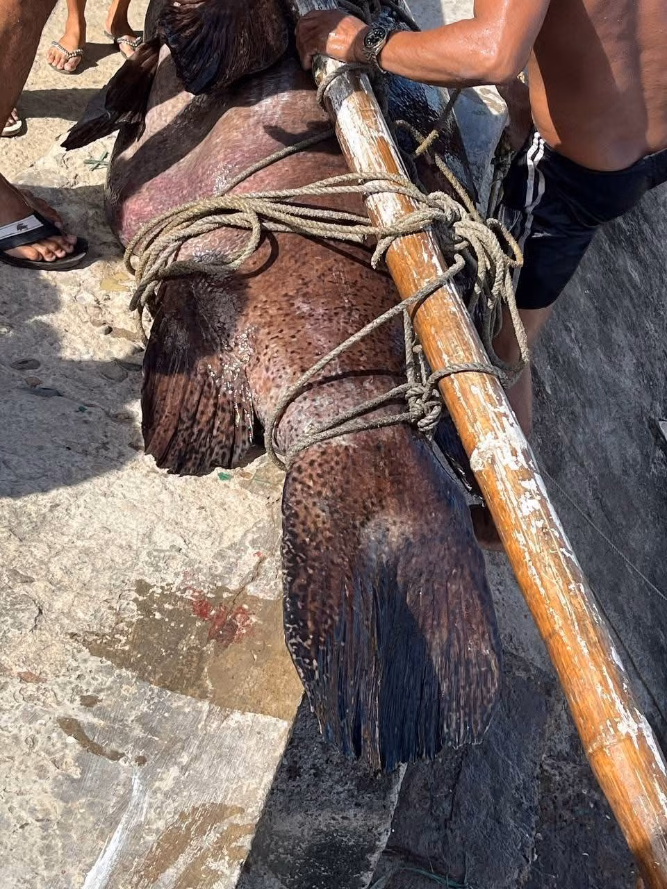 Một số người chia sẻ rằng đó là lần đầu tiên họ nhìn thấy con cá lớn như vậy. Ảnh: Myka Buenaobra/Facebook/Publiko.