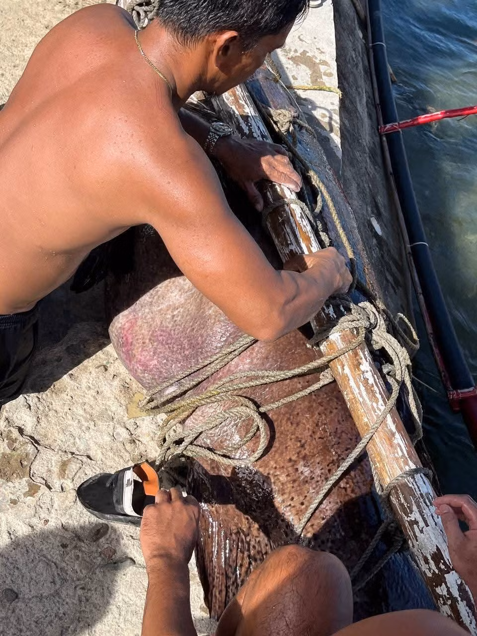 Sau khi con cá mú nặng 150 kg được đưa vào bờ, một doanh dân đã mua và có kế hoạch chế biến thành món ăn phục vụ tại nhà hàng cao cấp. Ảnh: Myka Buenaobra/Facebook/Publiko.