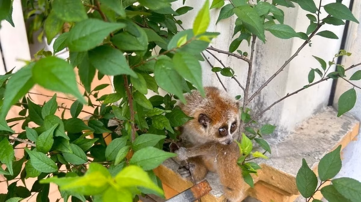 Công an xã Như Xuân và lực lượng kiểm lâm sau đó đã tiến hành tiếp nhận, bàn giao cho Vườn quốc gia Bến En chăm sóc và tiến hành thả về môi trường tự nhiên. Ảnh: Tiền phong.