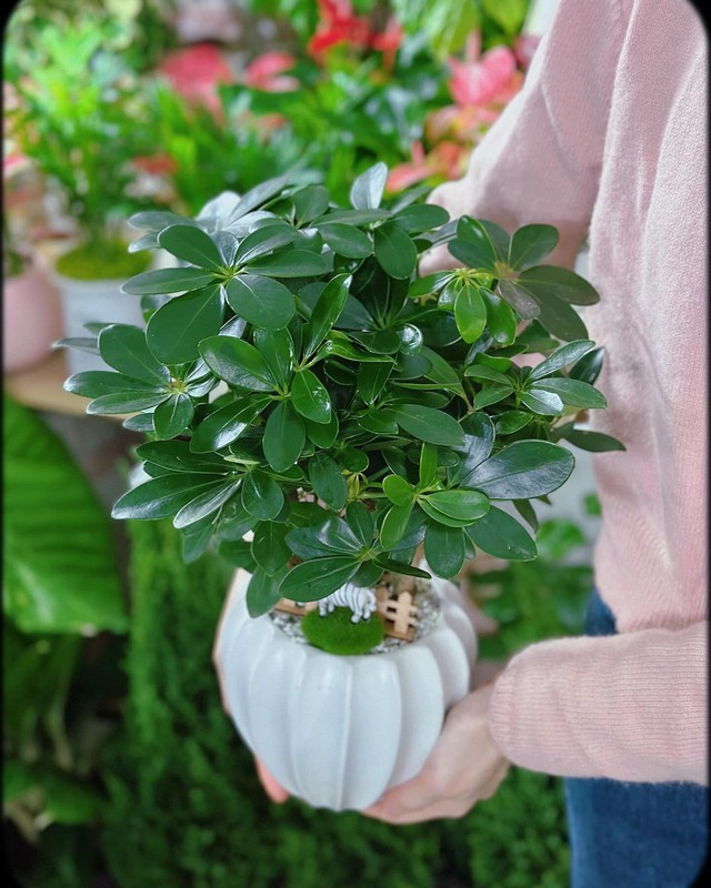  2. Ngũ gia bì: Ngũ gia bì (hay còn gọi là cây chân chim) là loài cây xanh mướt quanh năm với tán lá xòe rộng như bàn tay đang mở ra đón lộc. Theo nghiên cứu của NASA, ngũ gia bì có khả năng hấp thụ độc tố, nhất là khói thuốc lá, nhờ đó giúp bảo vệ hệ hô hấp và mang lại bầu không khí trong lành, dễ chịu hơn cho cả gia đình.