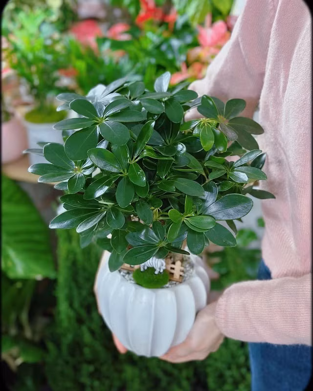  2. Ngũ gia bì: Ngũ gia bì (hay còn gọi là cây chân chim) là loài cây xanh mướt quanh năm với tán lá xòe rộng như bàn tay đang mở ra đón lộc. Theo nghiên cứu của NASA, ngũ gia bì có khả năng hấp thụ độc tố, nhất là khói thuốc lá, nhờ đó giúp bảo vệ hệ hô hấp và mang lại bầu không khí trong lành, dễ chịu hơn cho cả gia đình.