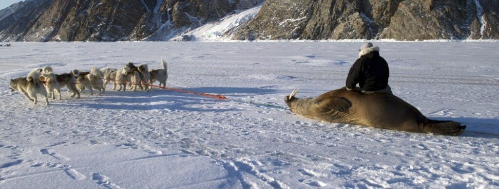 Nghề săn gấu Bắc Cực bắt đầu mai một từ năm 2005 kể từ khi chính quyền Greenland áp đặt hạn ngạch săn gấu hàng năm để ngăn chặn suy giảm số lượng cá thể. Theo đó, mỗi thợ săn chỉ được phép săn 35 con gấu Bắc Cực mỗi năm. Ảnh: LOUISE MURRAY/SCIENCE PHOTO LIBRARY/RITZAU SCANPIX, 2015.