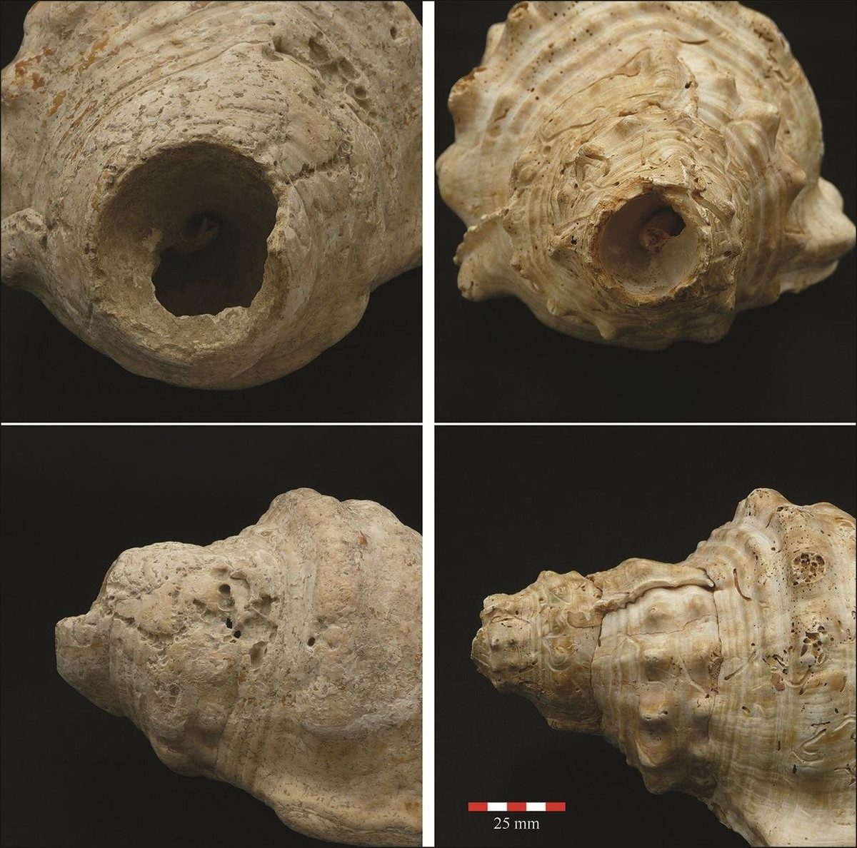 Bên cạnh công cụ lao động, họ đã biết sử dụng những thứ sẵn có để tạo ra âm thanh có chủ đích, làm phong phú thêm đời sống tinh thần.