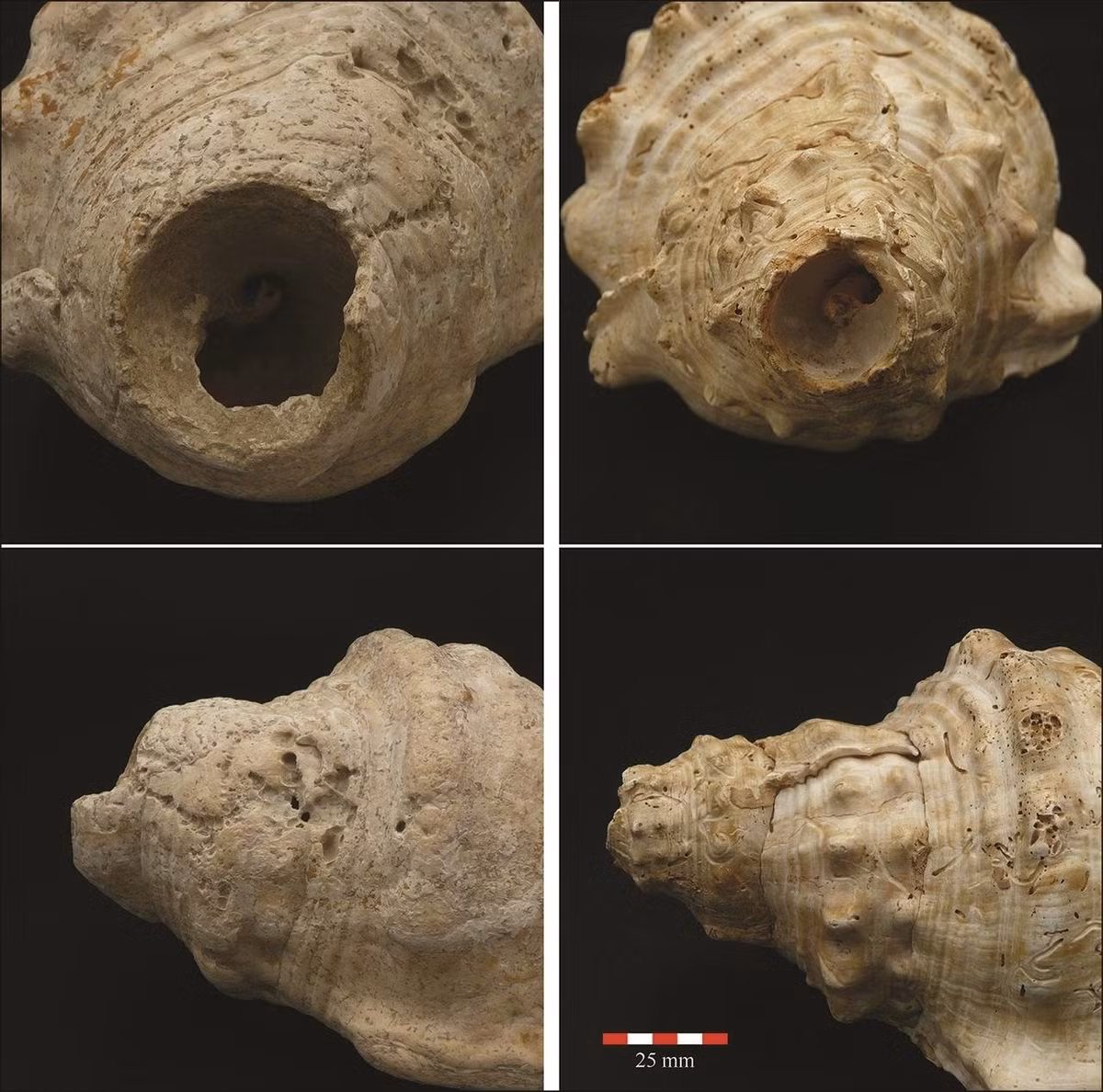 Bên cạnh công cụ lao động, họ đã biết sử dụng những thứ sẵn có để tạo ra âm thanh có chủ đích, làm phong phú thêm đời sống tinh thần.