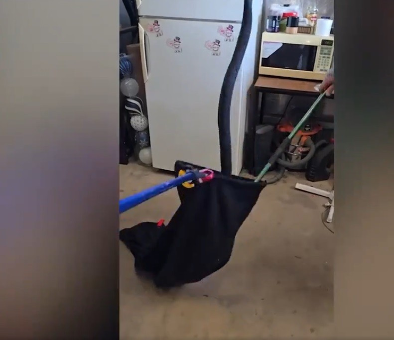 Rắn đen bụng đỏ là loài rắn độc phổ biến ở Australia. Cá thể rắn cái thường tụ tập để sinh sản. Đôi khi, chúng bò vào nhà dân. Ảnh cắt từ clip.