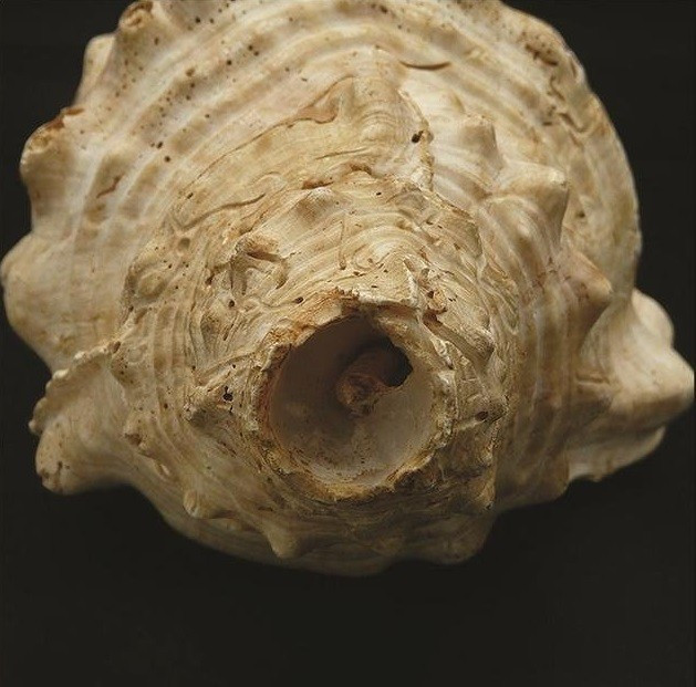 Thành viên của nhóm nghiên cứu ở Đại học Barcelona, giáo sư Margarita Díaz-Andreu cho biết: "Phần chóp của các vỏ ốc này đã bị loại bỏ, khiến một số nhà nghiên cứu cho rằng chúng có thể từng được dùng như nhạc cụ".