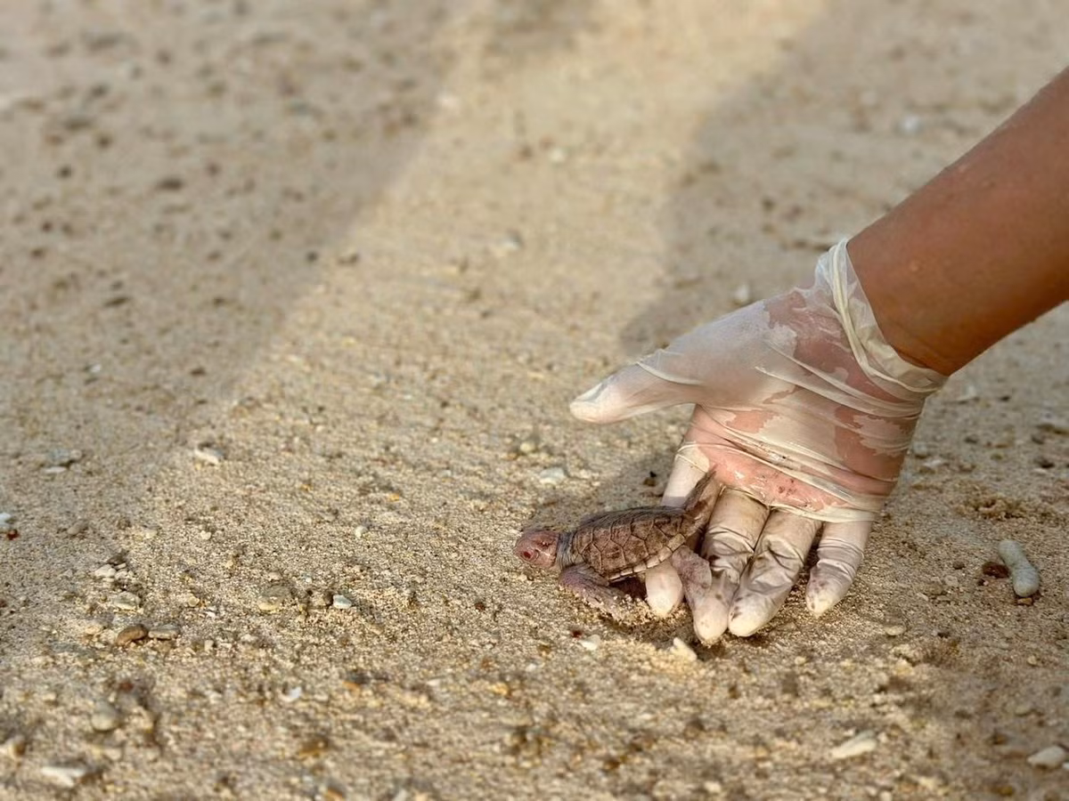 Đây là lần đầu tiên Vườn Quốc gia Côn Đảo ghi nhận số lượng rùa bạch tạng chào đời nhiều và khỏe mạnh như vậy tại khu vực này. Ảnh: Tiền phong.