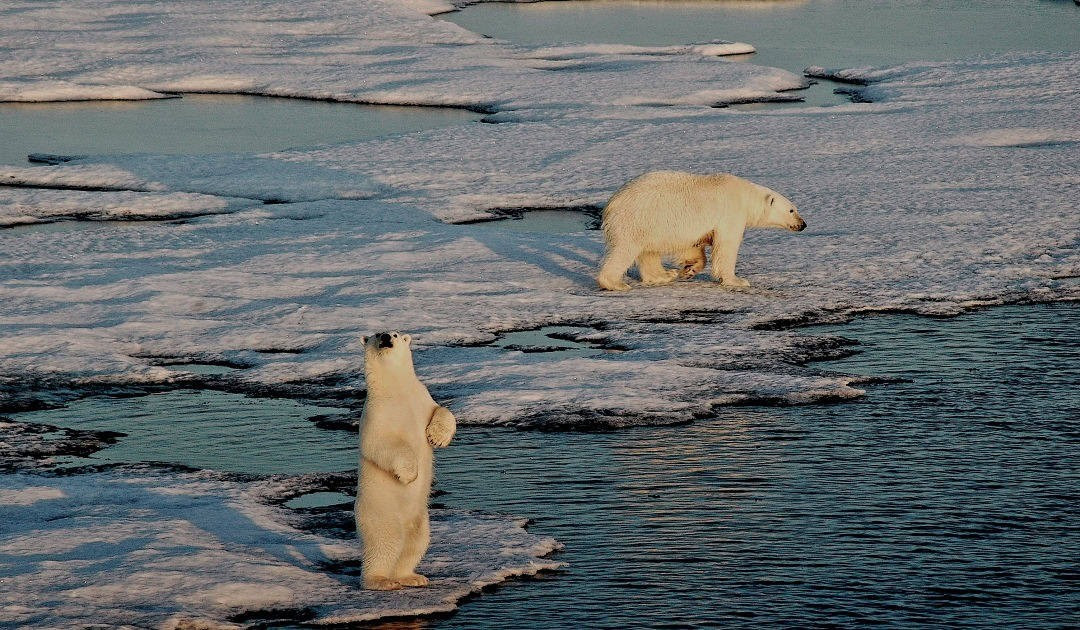 Hơn 1/3 bộ gene của gấu Bắc Cực được tạo thành từ "gene nhảy". Trong khi ở thực vật, con số này có thể lên tới 70%. “Gene nhảy” chiếm khoảng 45% bộ gene của con người. Ảnh: Michael Wenger.