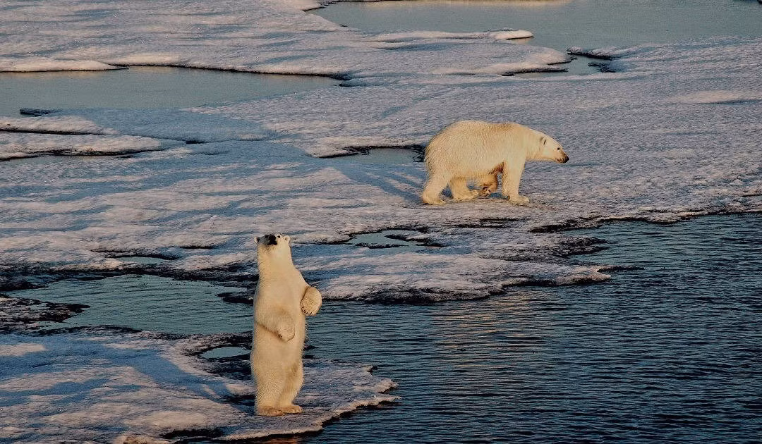 Hơn 1/3 bộ gene của gấu Bắc Cực được tạo thành từ "gene nhảy". Trong khi ở thực vật, con số này có thể lên tới 70%. “Gene nhảy” chiếm khoảng 45% bộ gene của con người. Ảnh: Michael Wenger.