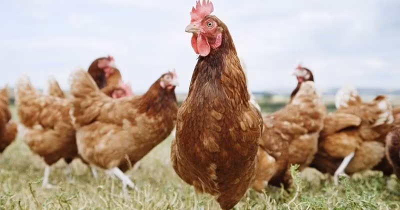 Một phiên tòa được nhiều người biết đến khác với "bị cáo" là con gà trống. Cụ thể, vào năm 1474, một con gà trống ở Basel, Thụy Sĩ, bị đưa ra tòa xét xử với cáo buộc đẻ trứng - hành vi được xem là phi tự nhiên và gắn liền với ma thuật. Ảnh: worldanimalprotection.us.