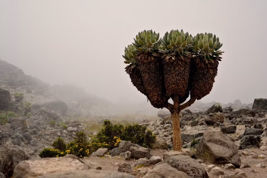 Phần lớn cây groundsel khổng lồ không cao hơn một người lớn, nhưng vài cây có thể đạt độ cao 6-9 m, mọc thêm 2,5-5 cm/năm, có nghĩa là những cây cao nhất có thể ít nhất 100 năm tuổi