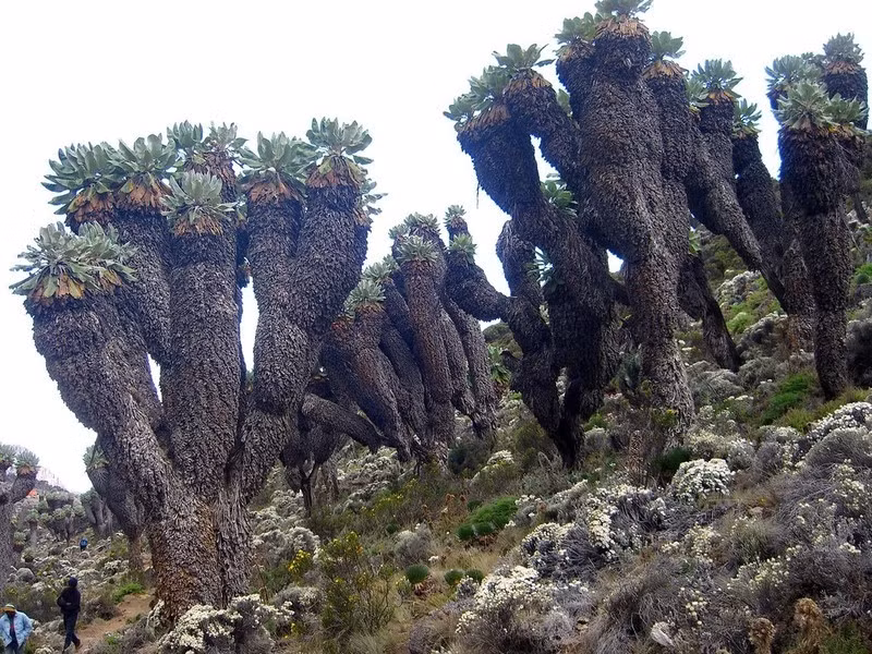 Cây groundsel khổng lồ đã tiến hóa để đối phó với khí hậu đa dạng như nóng và ẩm, nhưng nhiệt độ ở đỉnh núi cao 5.895 m so với mực nước biển có thể giảm xuống -29 độ C