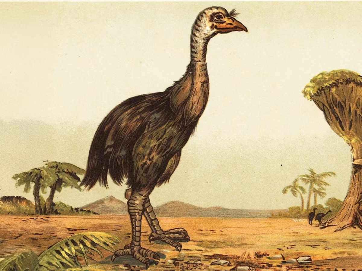 Trong số này, nghiên cứu này có thể cung cấp thông tin về sự phát triển của trứng nhân tạo, từ đó giúp bảo tồn loài động vật nguy cấp. Ảnh: rova.nz.