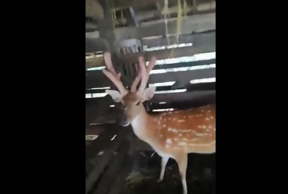 Theo ông Lê Sinh cho biết, sau khi tiến hành thu hoạch cắt nhung, 3 cành nhung hươu của con hươu đực hiếm trên được cân và nặng gần 1,8 kg. Chiều dài 2 cành nhung lớn khoảng 30 cm trong khi cành nhung ở giữa nhỏ hơn khoảng 20 cm. Đường kính nhung ở điểm to nhất khoảng 5 cm. Ảnh: Báo Hà Tĩnh.