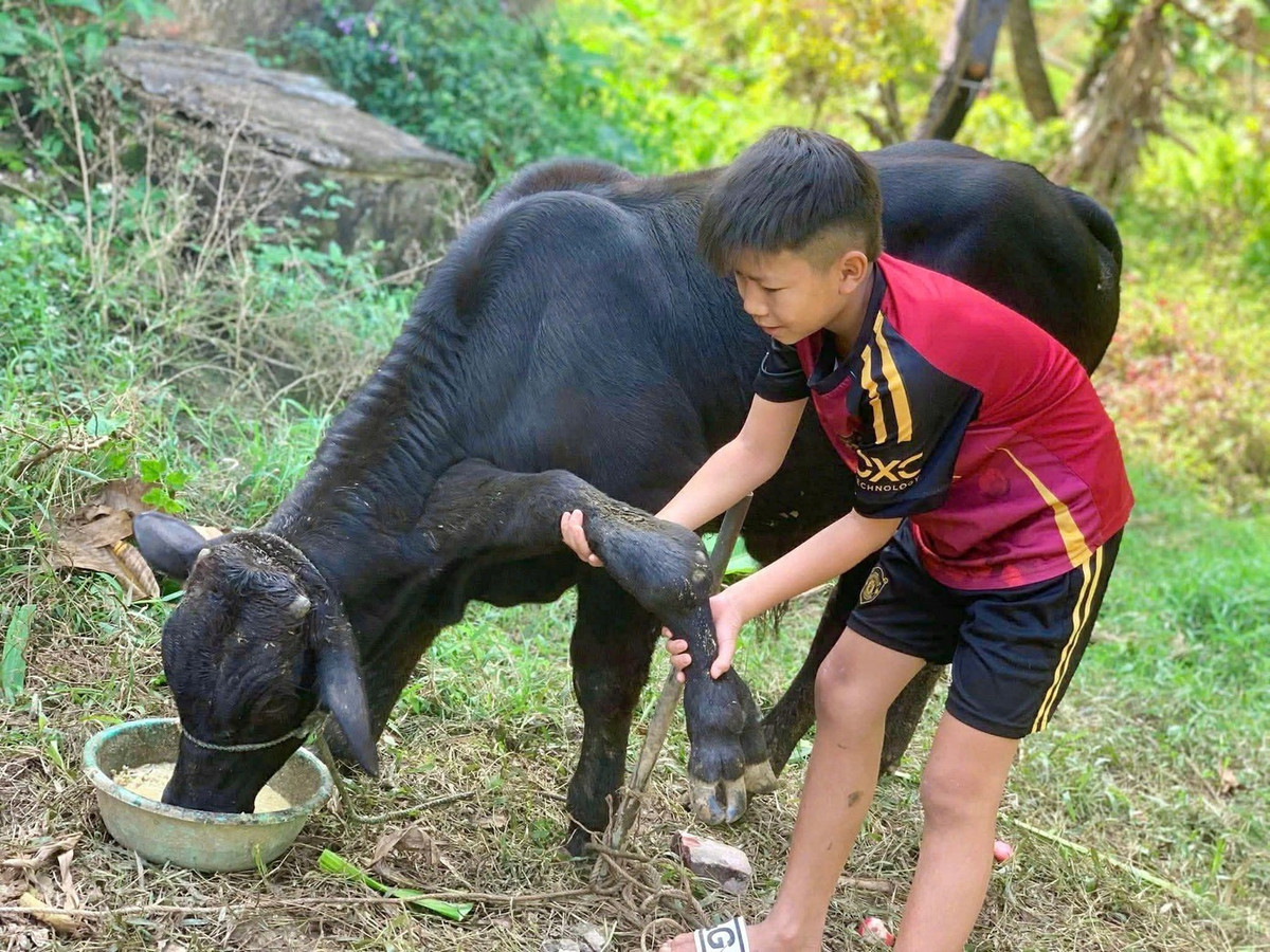 Mới đây, nhiều người bất ngờ, thích thú khi nhìn thấy hình ảnh một con bò đực 8 tháng tuổi nhưng có tới 6 chân. Con vật này thuộc sở hữu của anh Nguyễn Hữu Linh (SN 1996, trú thôn Hải Sơn, xã Hoằng Tiến (Thanh Hóa). Ảnh: Tiền phong.
