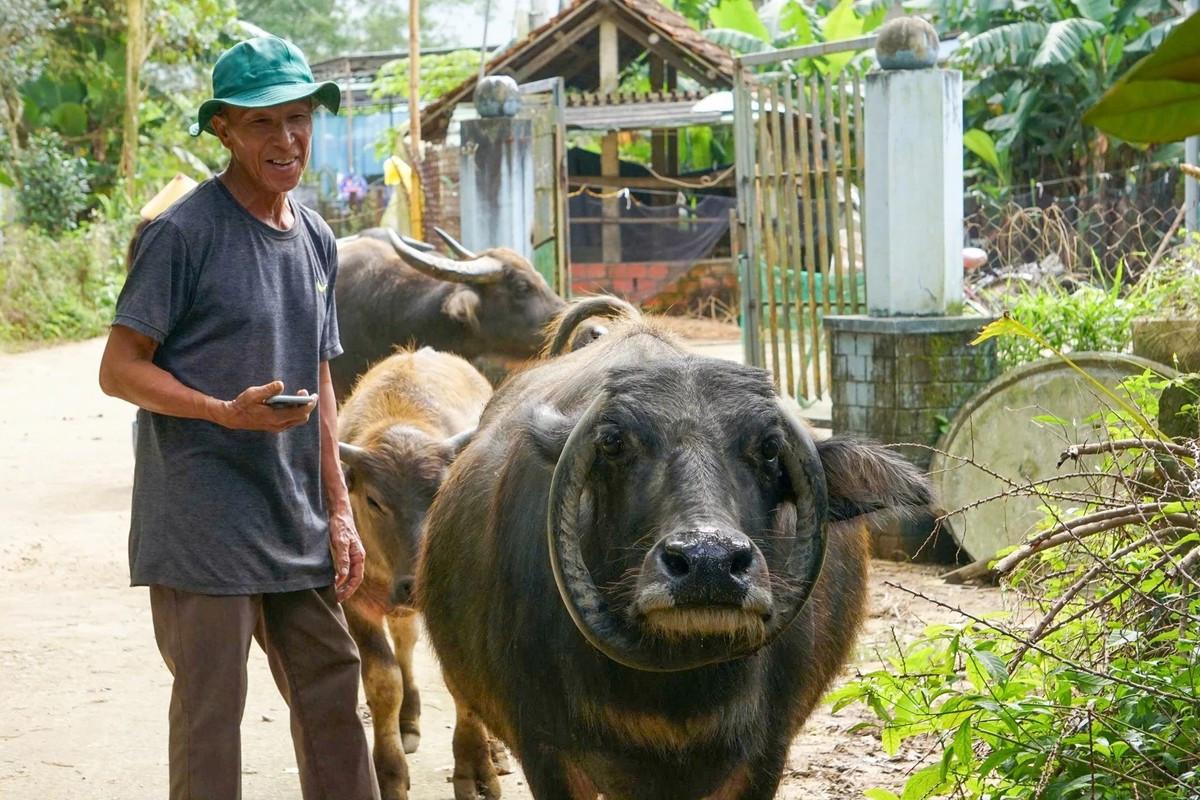 Trước đó, gia đình ông Võ Trương (trú thôn Trung Chánh, xã Tam Mỹ, TP Đà Nẵng) nuôi một con trâu có cặp sừng vòng ra hai bên tai, phía sau mắt rồi cong dần xuống hàm dưới. Vì vậy, con trâu của gia đình ông Trương có cặp sừng giống chữ “O” độc đáo. Ảnh: Công an Đà Nẵng.