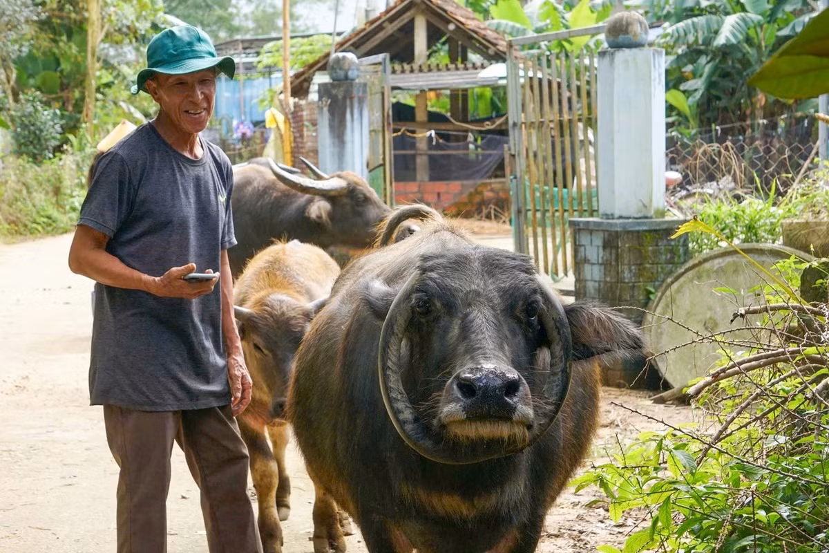 Trước đó, gia đình ông Võ Trương (trú thôn Trung Chánh, xã Tam Mỹ, TP Đà Nẵng) nuôi một con trâu có cặp sừng vòng ra hai bên tai, phía sau mắt rồi cong dần xuống hàm dưới. Vì vậy, con trâu của gia đình ông Trương có cặp sừng giống chữ “O” độc đáo. Ảnh: Công an Đà Nẵng.