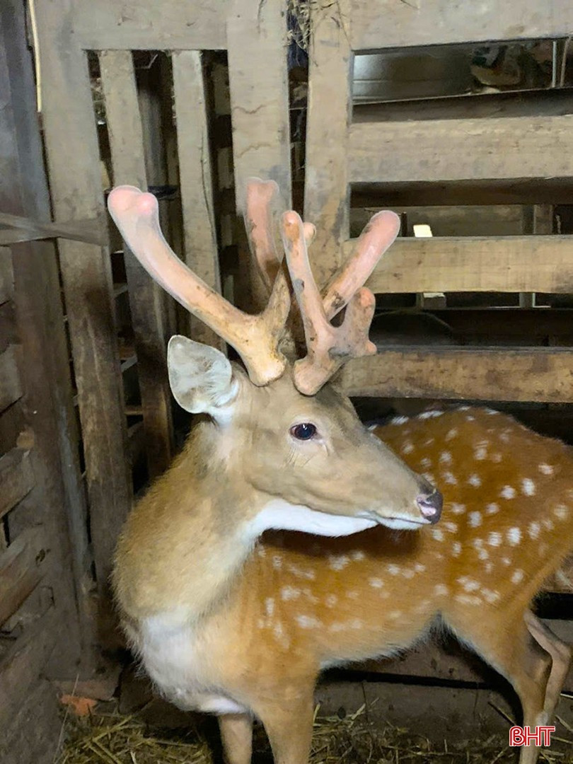 Dự kiến đầu tháng 3, gia đình Nguyễn Thành Mậu tiến hành thu hoạch lộc nhung. Đây là trường hợp hy hữu vì mỗi con hươu bình thường chỉ có 2 sừng mọc lên từ 2 đế với 4 nhánh lộc nhung. Ảnh: Báo Hà Tĩnh.