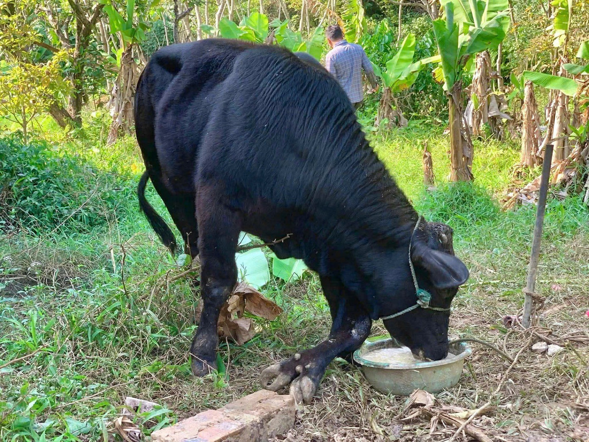 Theo anh Linh, con bò nặng gần 300 kg, gây chú ý khi ngoài 4 chân chính thì có thêm 2 chân phụ mọc phía bên trái thân mình phía trước. Chiều dài cặp chân này gần tương đương các chân chính còn lại. Con bò trên được anh mua từ một hộ dân ở xã Hoằng Lộc. Ảnh: Tiền phong.
