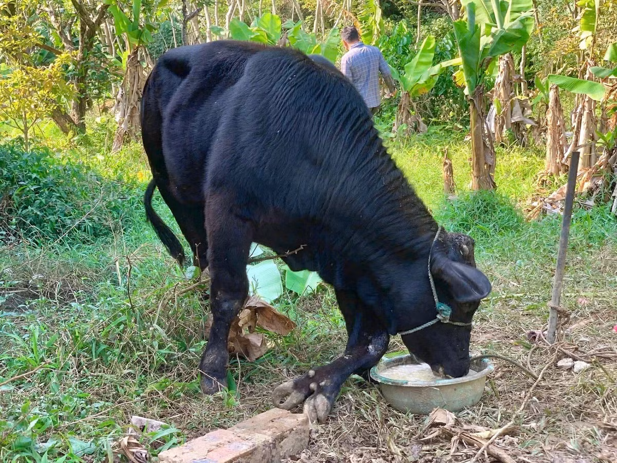 Theo anh Linh, con bò nặng gần 300 kg, gây chú ý khi ngoài 4 chân chính thì có thêm 2 chân phụ mọc phía bên trái thân mình phía trước. Chiều dài cặp chân này gần tương đương các chân chính còn lại. Con bò trên được anh mua từ một hộ dân ở xã Hoằng Lộc. Ảnh: Tiền phong.